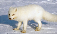 Arctic Fox by Adam Berdan ©