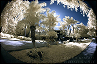 Infrared photography by Ahmed Kassim &copy;