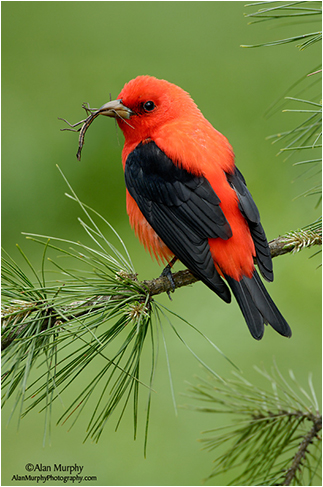 Scarlet Tanager by Alan Murphy ©