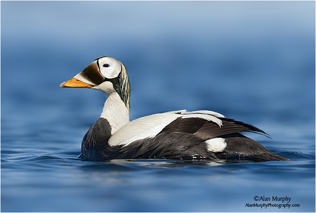 Spectacled Eider by Alan Murphy ©