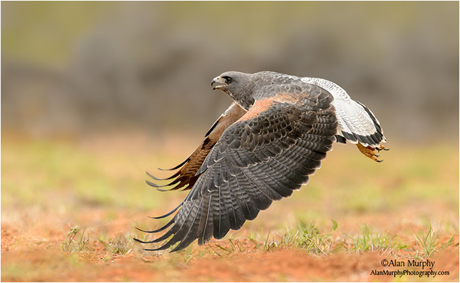 White-tailed Hawk by Alan Murphy ©