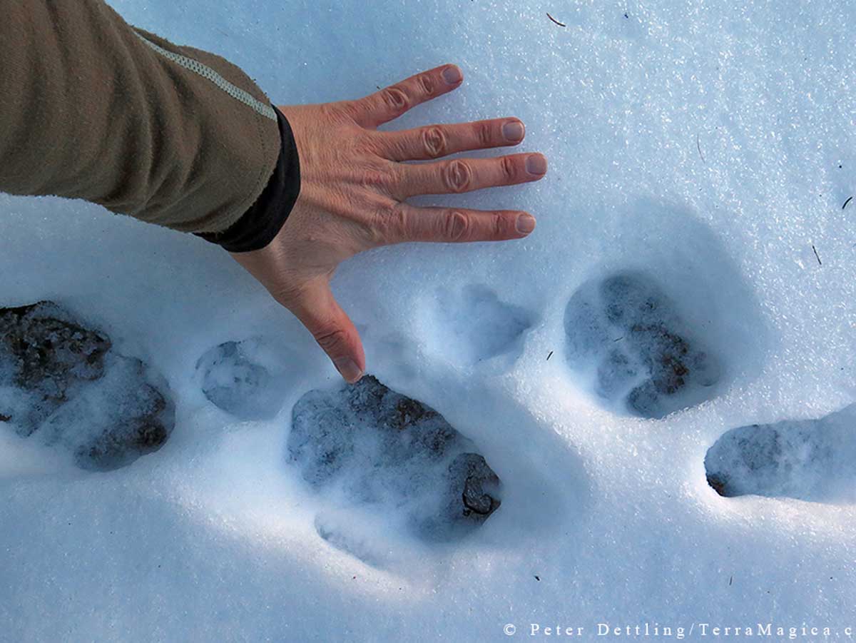 A red fox track (between the thumb and the index finger of the photographer) in comparison with the larger tracks of the Calanda wolves by Peter A. Dettling ©