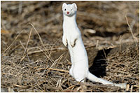 Long-tailed weasel by Duane Starr ©
