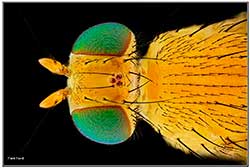 Macrophotograph of Fly by Frank Fox ©