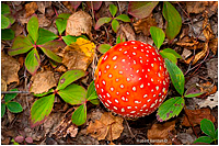 Groundscape or Ground Macrophotography by Robert Berdan &copy;