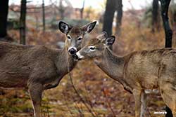 Deer by Jack Farley ©