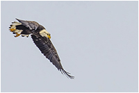 Eagle in flight by Ken Cribben 