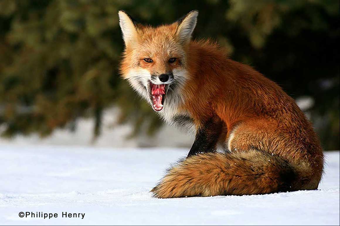 Red Fox by Philippe Henry ©