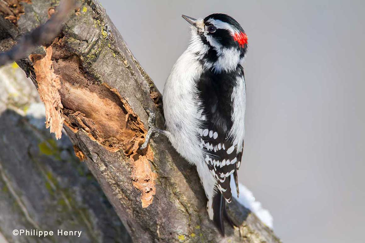 Woodpecker by Philippe Henry ©