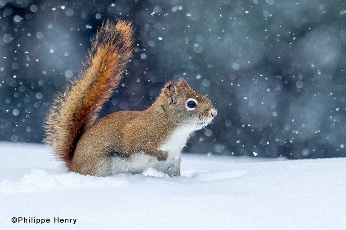 Red squirrel by Philippe Henry ©