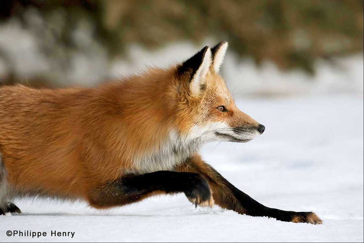 Red Fox Philippe Henry ©