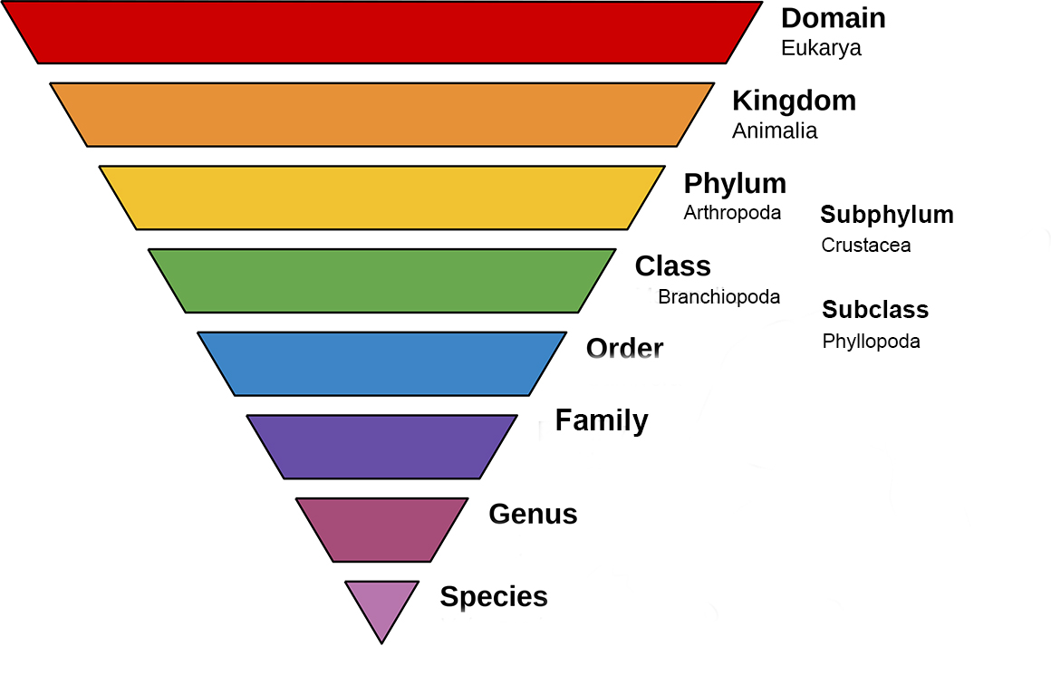 Taxonomy diagram modified from Wikipedia Annina Breen