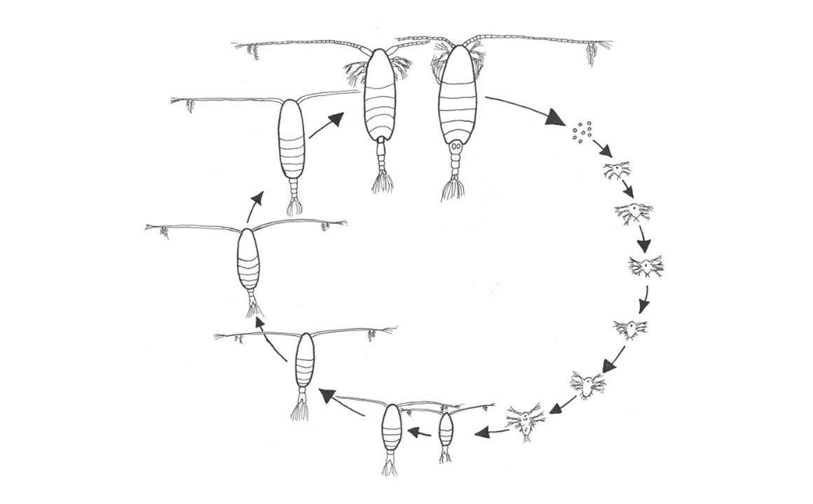 life stages for copepods diagram from U of C Davis 