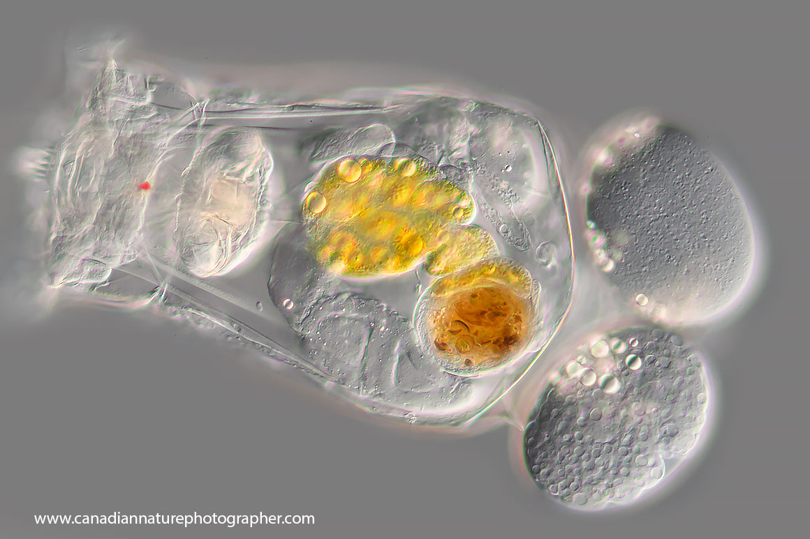 Brachionus sp rotifer with 2 eggs by Robert Berdan ©