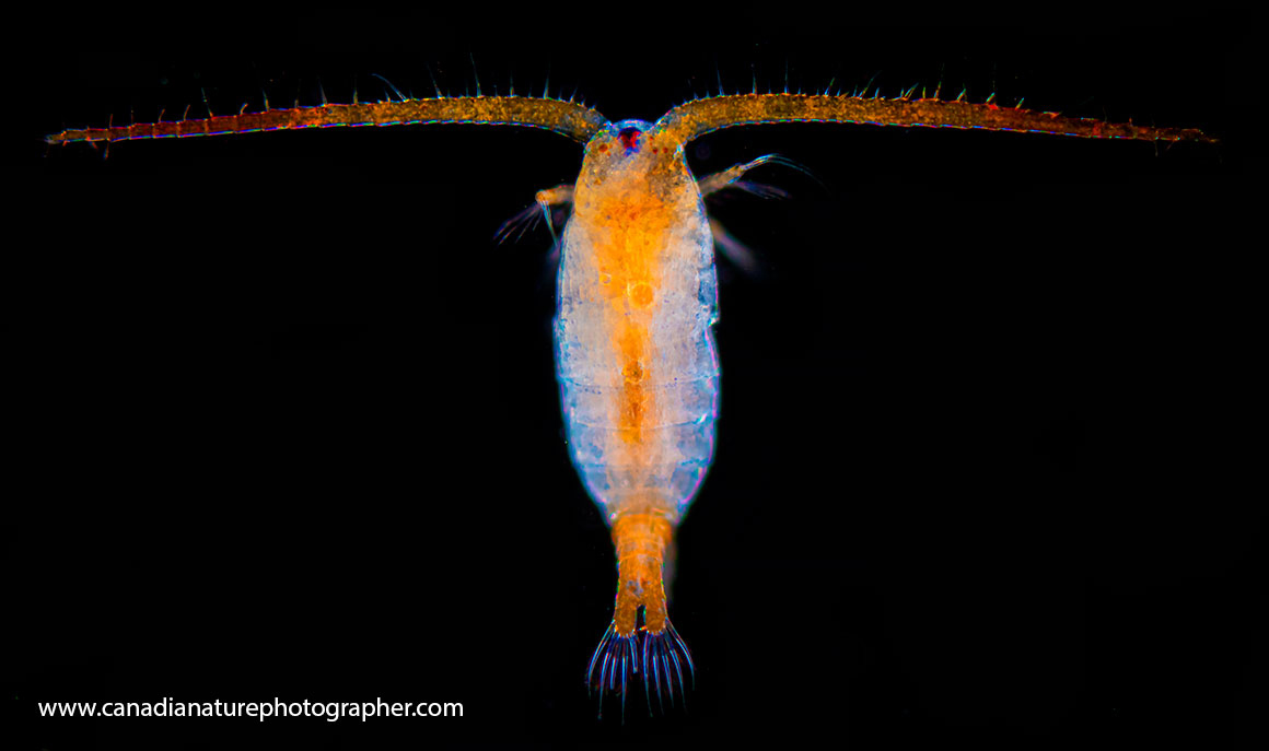Calanoid copepod most often found in open water. Dark-field microscopy by Robert Berdan ©