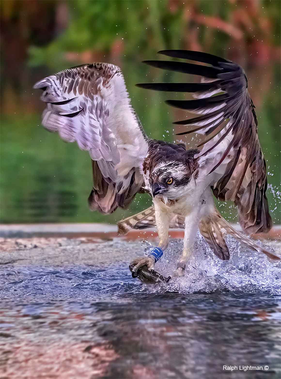 Osprey catching fish by Ralph Lightman ©