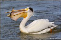 Pelican by Randy Kimura 