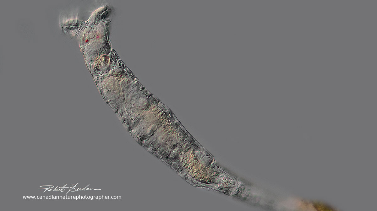 Bdelloid rotifer - note the red eyes by Robert Berdan ©