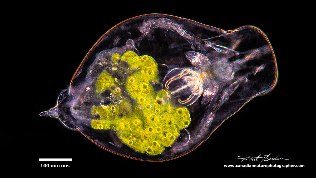 Epiphanes clavulata  - Large rotifer by Darkfield microscopy  by Robert Berdan ©