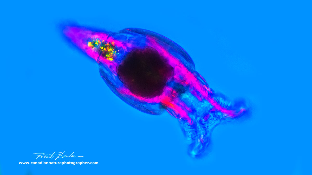 Bdelloid rotifer by Polarization Microscopy with a full wave plate by Robert Berdan ©