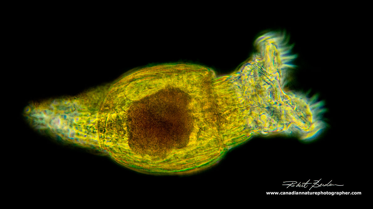 Bdelloid rotifer Negative Phase contrast by Robert Berdan ©
