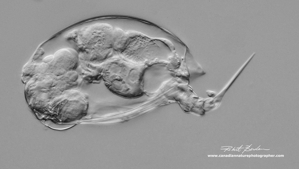 Female rotifer Colurella sp (Leadellidae) by Robert Berdan ©