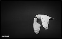 Snowy owl in flight infrared by Dr. Sharif Galal ©