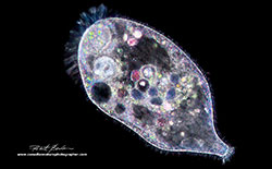 Stentor viewed by Darkfield microscopy by Robert Berdan ©