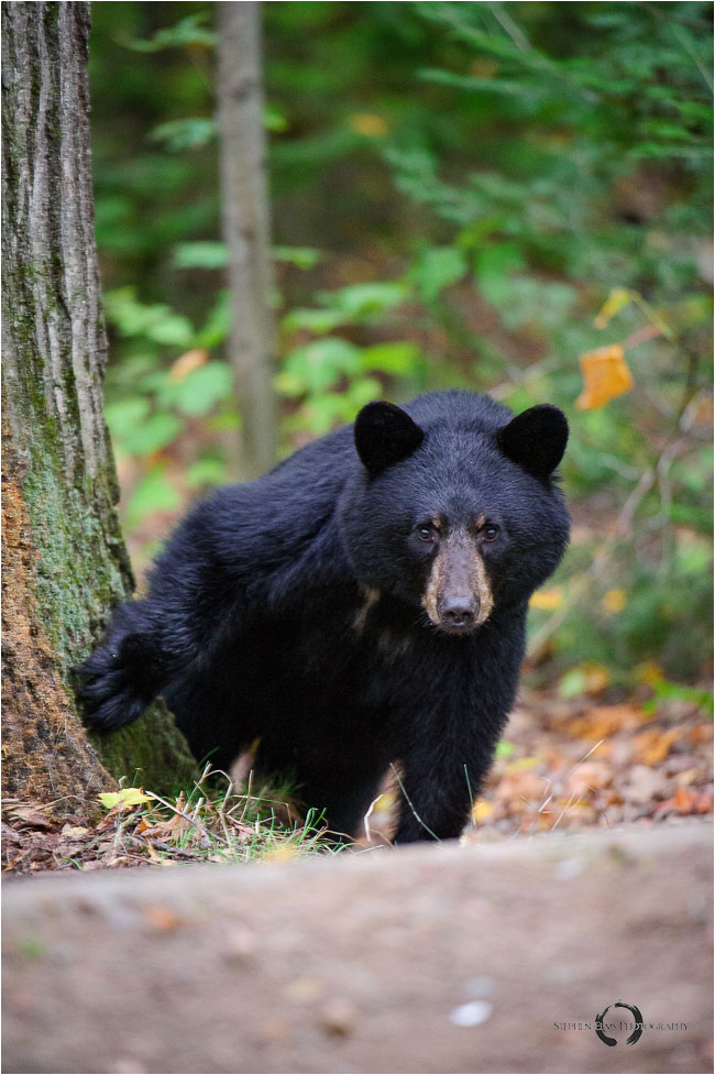Black bear by Stephen Elms ©