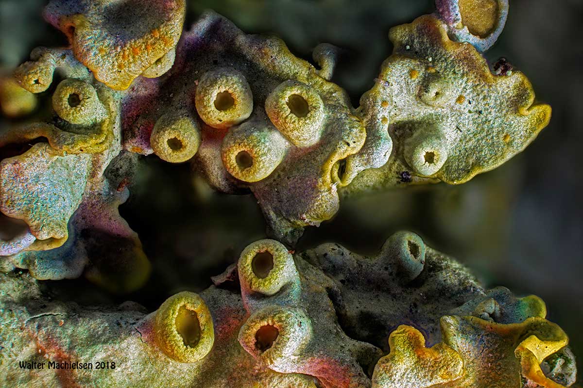 Lichen up close by Walter Machielsen  ©