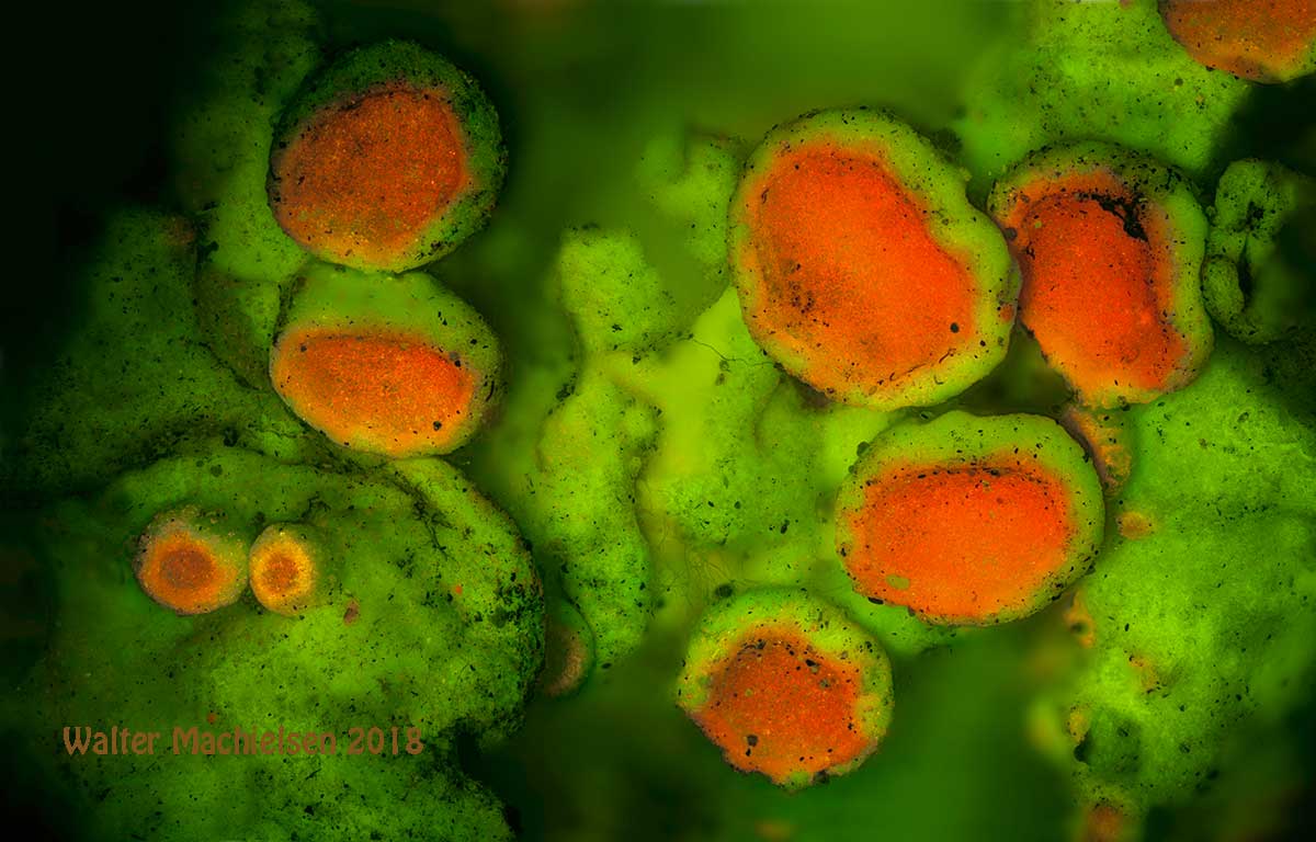 Lichen by fluorescence microscopy by Walter Machielsen ©
