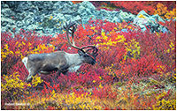 Caribou on the tundra by Robert Berdan ©