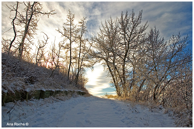 Winter path by Ana Rocha ©