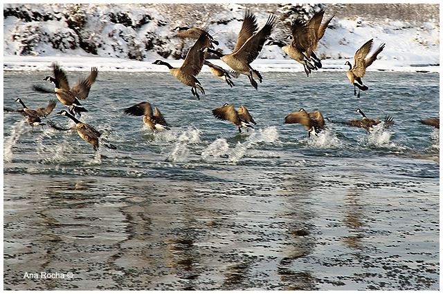 Canada geese on Elbow river by Ana Rocha ©