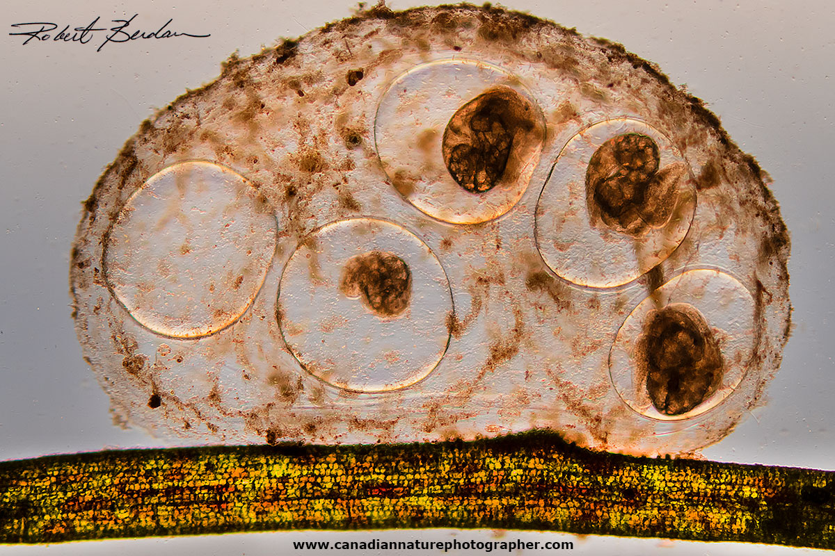 Freshwater snails lay eggs in muscilagenous casings by Robert Berdan ©