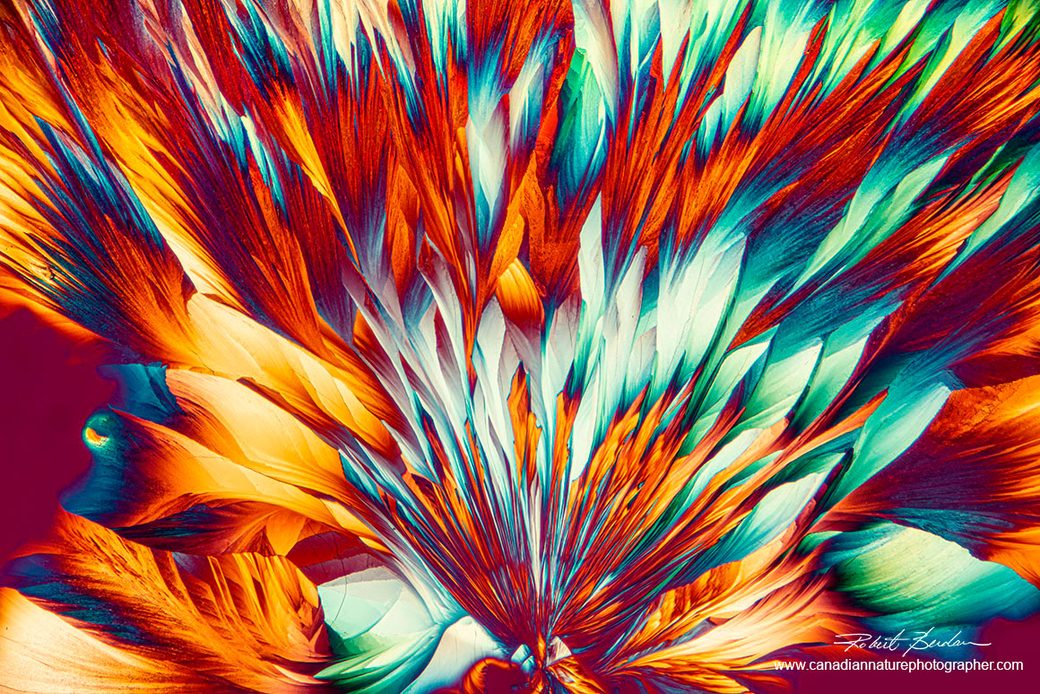 Alanine and Glutamine Crystals viewed by polarized light microscopy 40X  by  R. Berdan ©