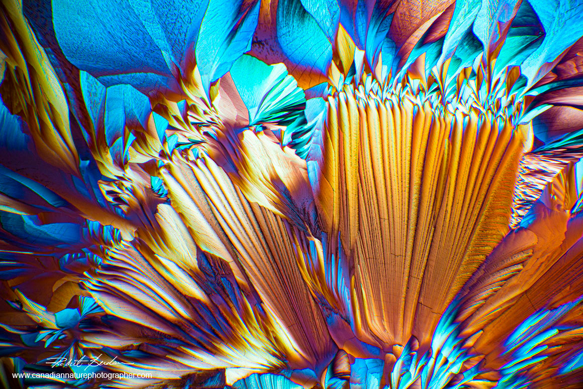 Alanine and Glutamine Crystals viewed by polarized light microscopy 40X  by R. Berdan ©