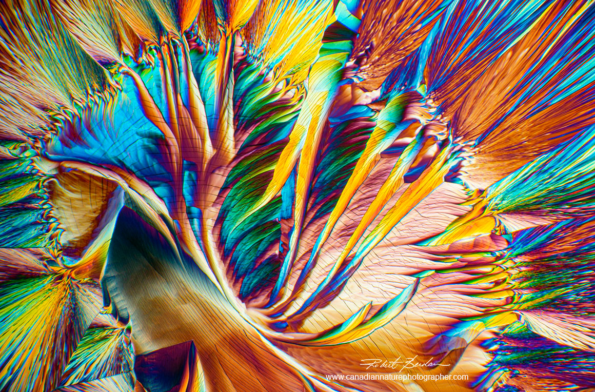 Alanine and Glutamine Crystals viewed by polarized light microscopy 40X by R. Berdan ©