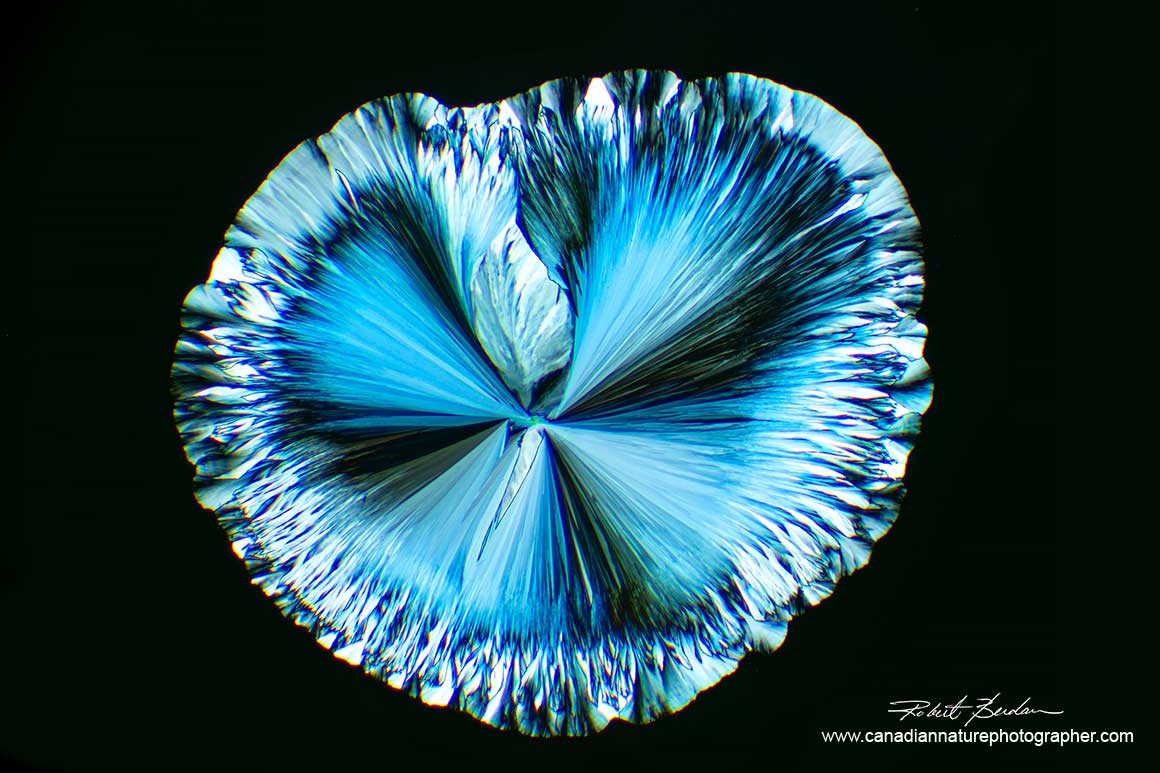 Tylenol crystal heart shapped by polarized light microscopy by Robert Berdan ©