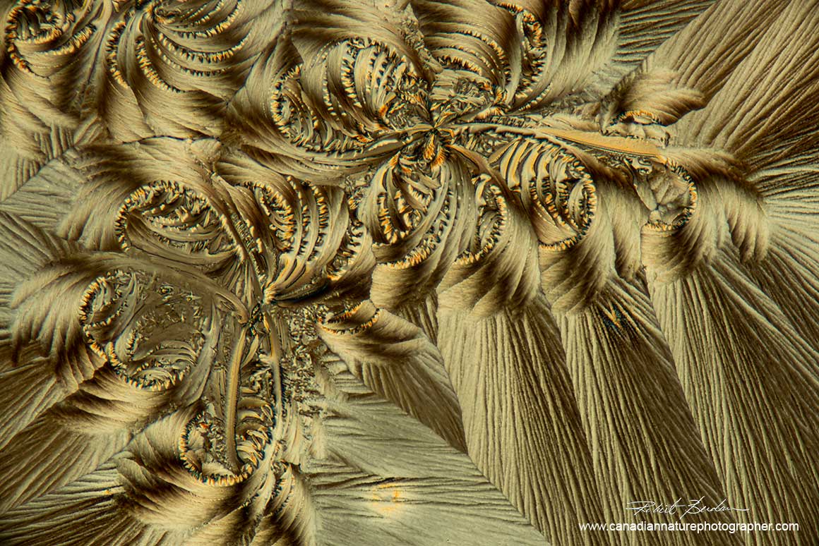 Alpha-Lipoic acid crystals by polarized light microscopy by Robert Berdan ©