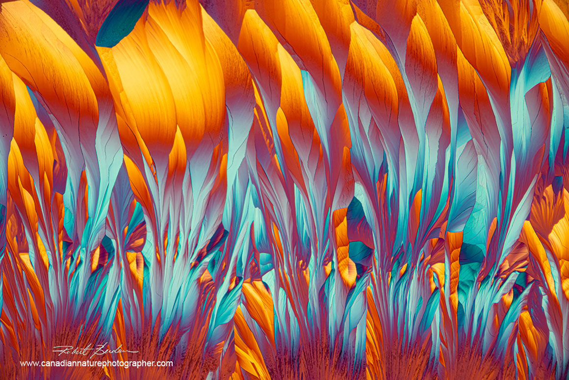 Alanine and Glutamine 40X as viewed in a polarizing microscope with a wave plate by Robert Berdan ©