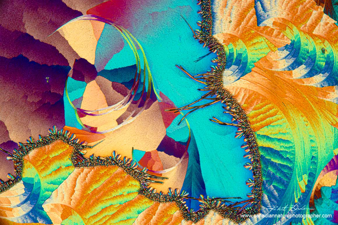 Lactic acid and Salicyclic acid polarized light microscopy drived in the fridge - note the natilus shell form 100X Robert Berdan ©