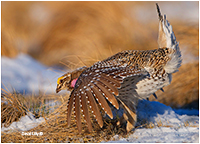 Sharp-tailed Grouse by David Lilly ©