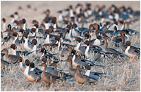 Northern Pintails by David Lilly ©
