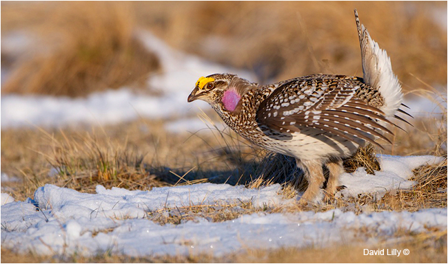 Sharp-tailed grouse by David Lilly ©