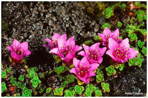 Purple Saxifrage by Halle Flygare ©