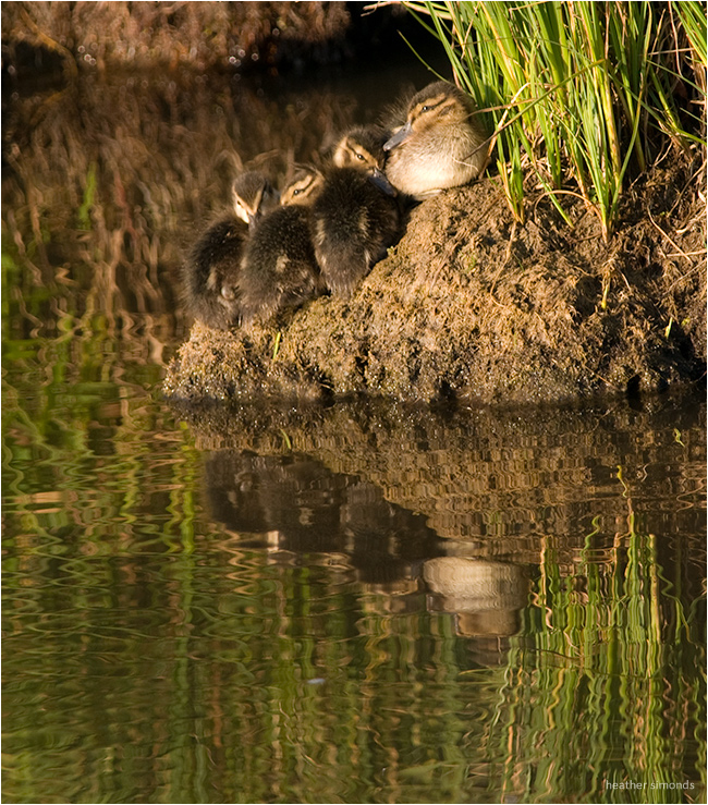 Ducklings by Heather Simonds ©