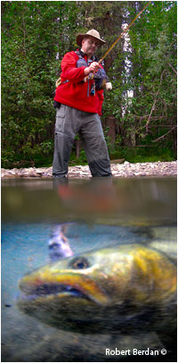 Fisherman and Bull trout by Robert Berdan &copy;