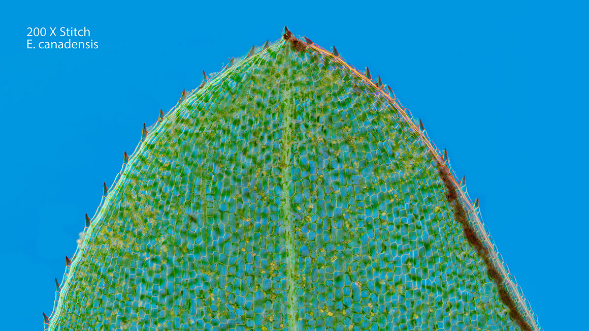 Elodea leaf 200X panorama Robert Berdan ©