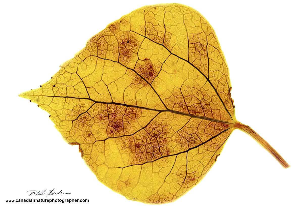 Aspen leaf panorama Robert Berdan ©